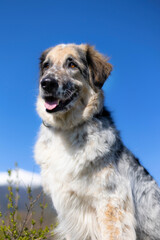 Fototapeta premium Big crossbreed dog portrait, snow mountains panorama and blue sky