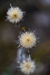 Old dry flower of Carlina plant