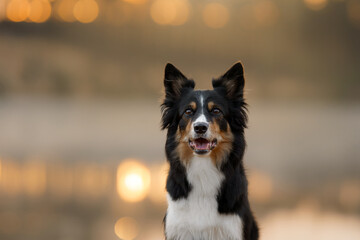 portrait of a dog with bokeh. Tricolor border collie in nature. beautiful pet outdoors