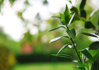 Fototapeta premium Laurel or bay. A laurel tree or plant