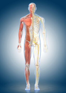 Male anatomy, illustration