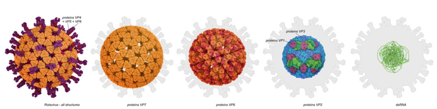 Rotavirus structure, illustration