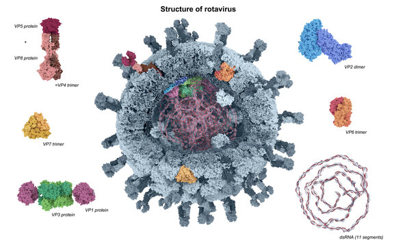 Rotavirus structure, illustration