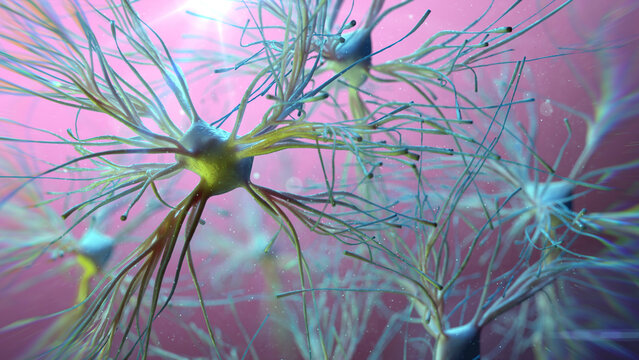 Astrocyte cells, illustration