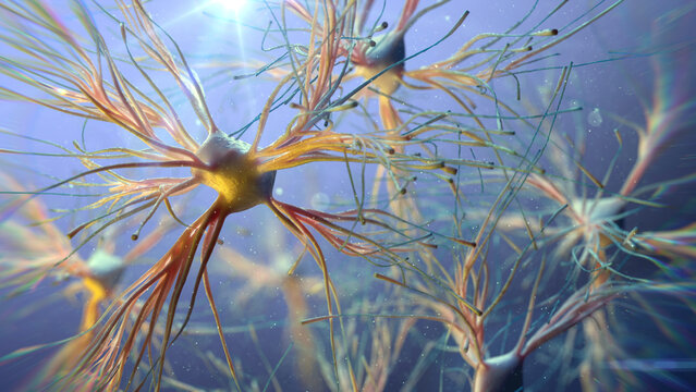 Astrocyte cells, illustration