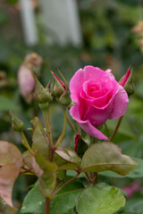 Obraz premium 薔薇