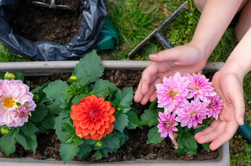 Dahlias in the container. A child helps to plant flowers. Cultivation, care, hobby. Selective focus.