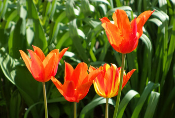 Orange flowers tulips - variety , Ballerina