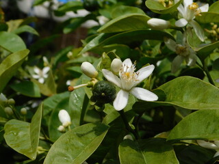Obraz na płótnie Canvas Lemon, or Citrus limon, tree flowers, buds and fruit