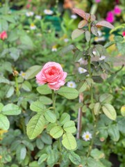 Orange roses are blooming in the garden.