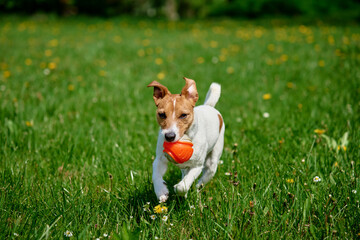 Active dog playing with toy ball on green grass at summer day. Pet walking in park. Jack Russell...