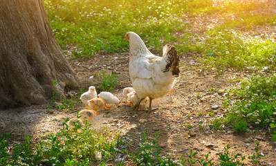 naturally fed mother chicken and chicks