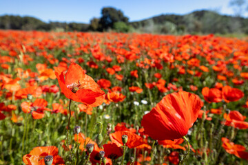 Fototapeta premium Close up of red poppy flowers in a field