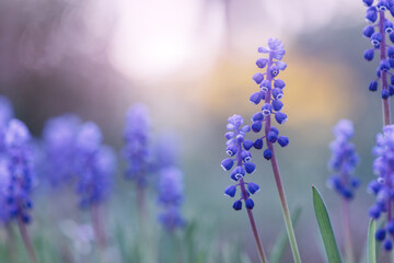 blue muscari flowers outdoors in spring nature background. Flowers on a pink background with soft selective focus. Template for design.