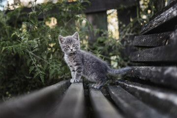 An adorable gray cat sits on a bench and looks at the camera in the garden. Funny little cat on a bench. Funny animals. Funny cats.