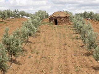 Fototapeta na wymiar Natural stone hut in the olive grove in Extremadura