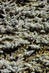 Colorado Blue Spruce