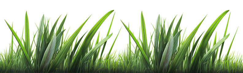 Green grass isolated on transparent pgn background with place for text. Generative ai