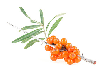 Sea buckthorn berries with green leaves isolated on a white background