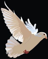 white dove flying vector