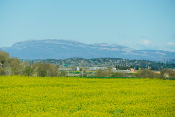 Fototapeta na wymiar Spring meadows with yellow flowers and mountain in the background in Lleida, Spain.