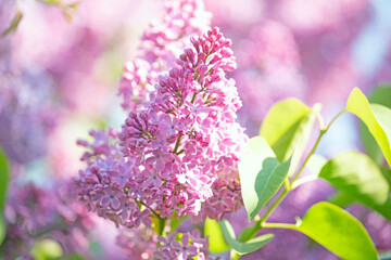 Lush flowering bushes of lilac lilac in a sunny garden. Artistic light magic photo