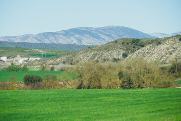 Fototapeta na wymiar Spring green meadows and mountain in the background in Lleida, Spain.