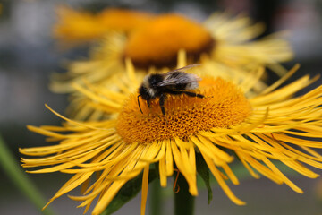 Bumblebee on a flower