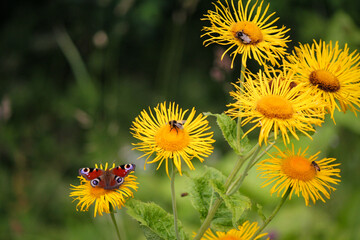 Butterfly on a flower