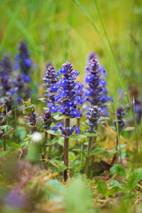 Blue bugle, ajuga reptans herb flower in meadow