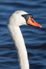 The mute swan (Cygnus olor) is a species of swan and a member of the waterfowl Anatidae common in aiguamolls emporda mediterranean girona spain