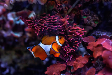 Orange Ocellaris clownfish swimming in aquarium. Cute Amphiprion ocellaris or false percula clown fish - obrazy, fototapety, plakaty