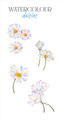 White daisy set hand drawn. Summer banners decor. Flowers isolated on white background