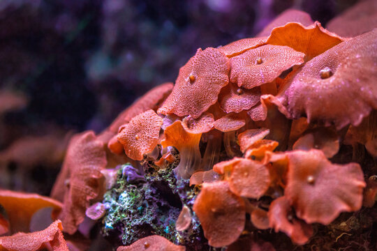 Soft Mushroom corals brown growing on seabed. Corallimorpharia Disc Anemone orange tropical coral growth in ocean floor