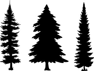 Vintage spruce silhouette trees set in monochrome style isolated vector ink illustration