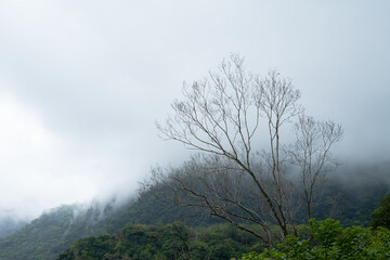 Dry trees and dry branches on the mountain with white fog