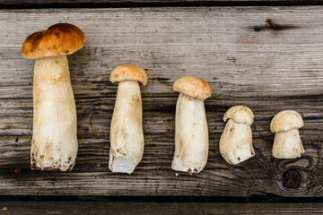 Freshly picked porcini mushrooms on a rustic wooden table. Top view