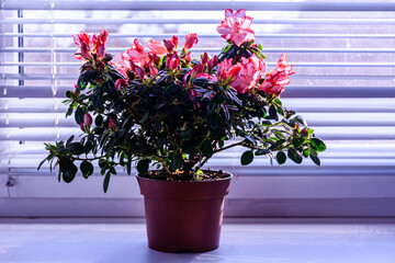 Flower pot with blooming azalea plant on windowsill