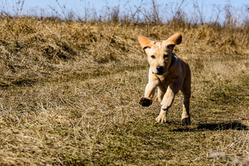 Cute young labrador retriever dog running at the meadow on early spring