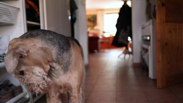 Airedale Terrier Dog Indoors. Attentive King of Terriers at Home.
