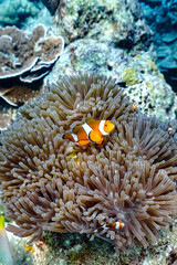 Beautiful clown fish in the sea. - 600366283
