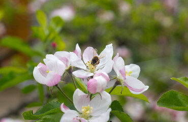 Naklejka na ściany i meble Bee collecting pollen from apple tree flowers in spring season