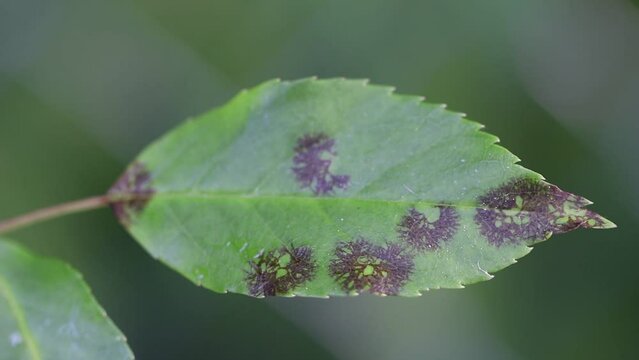 Rose black spot is caused by the fungus Diplocarpon rosae. The black spots on the leaves are circular with a perforated edge. Close-up video of a rose leaf rippling in the wind.