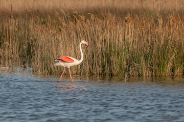 Greater Flamingo (Phoenicopterus roseus) in a swamp in spring.