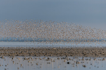 Shorebirds, Dunlin (Calidris alpina) migrating north in the Vacares pond in spring.