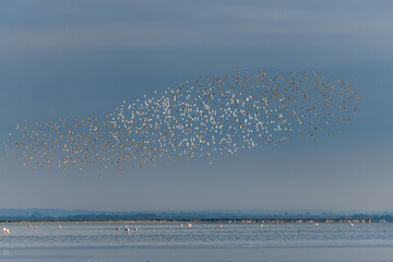 Shorebirds, Dunlin (Calidris alpina) migrating north in the Vacares pond in spring.