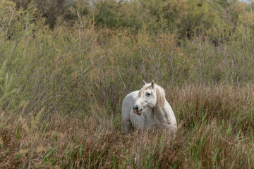 Fototapeta na wymiar Camargue horse feeding in the marshes.