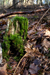 photo green moss on an old stump