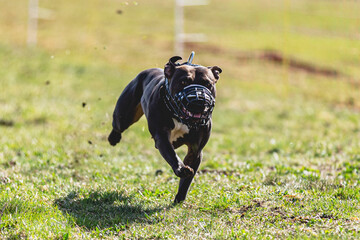 Staffordshire Bull Terrier running straight on camera and chasing coursing lure on green field