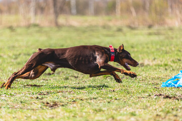 Dobermann dog running straight on camera and chasing coursing lure on green field